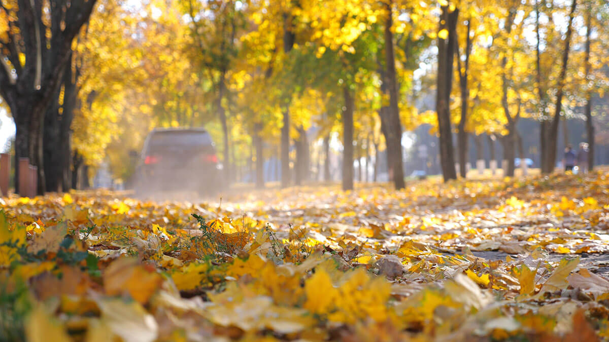 Powerful car riding along urban autumn park at sunny day